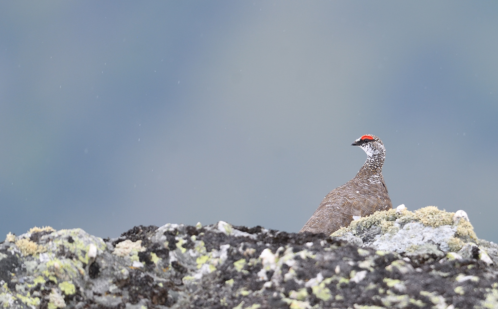 DS5_4260.jpg