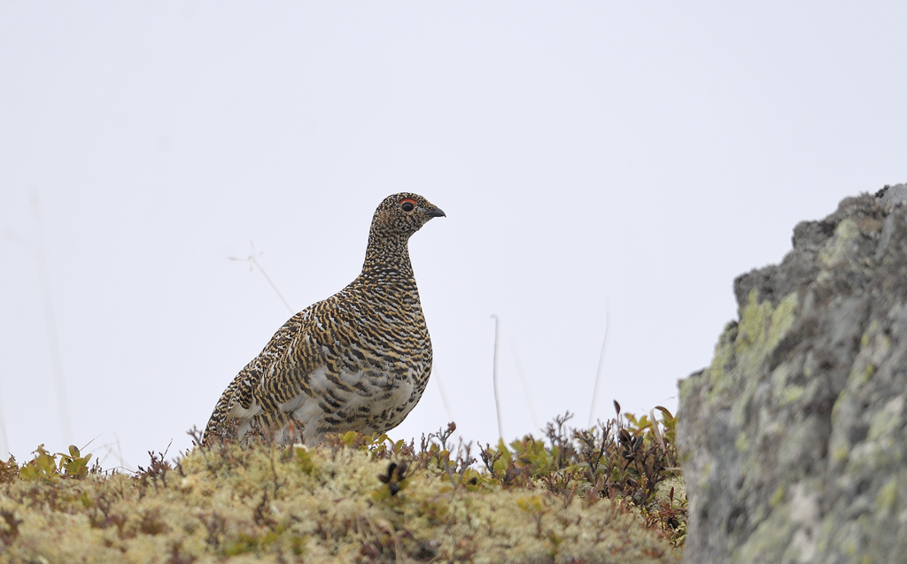 DS5_4275.jpg