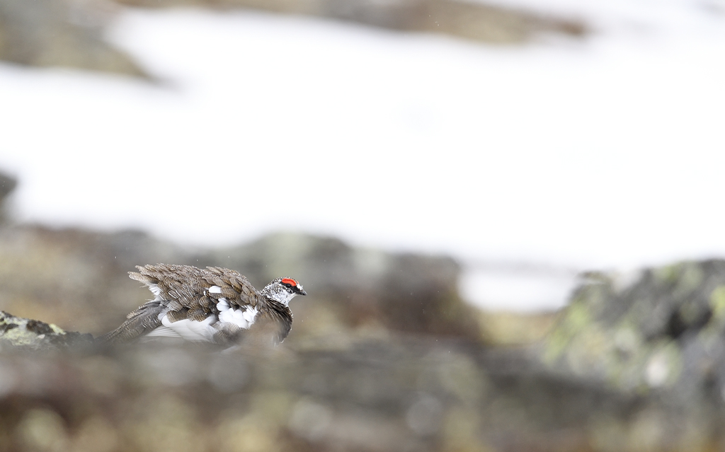 DS5_4297.jpg