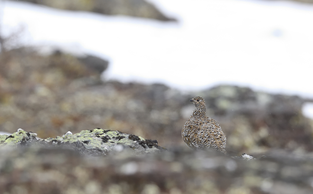 DS5_4302.jpg