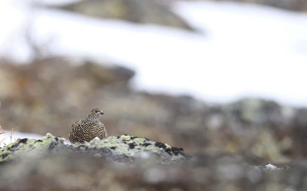 DS5_4306.jpg