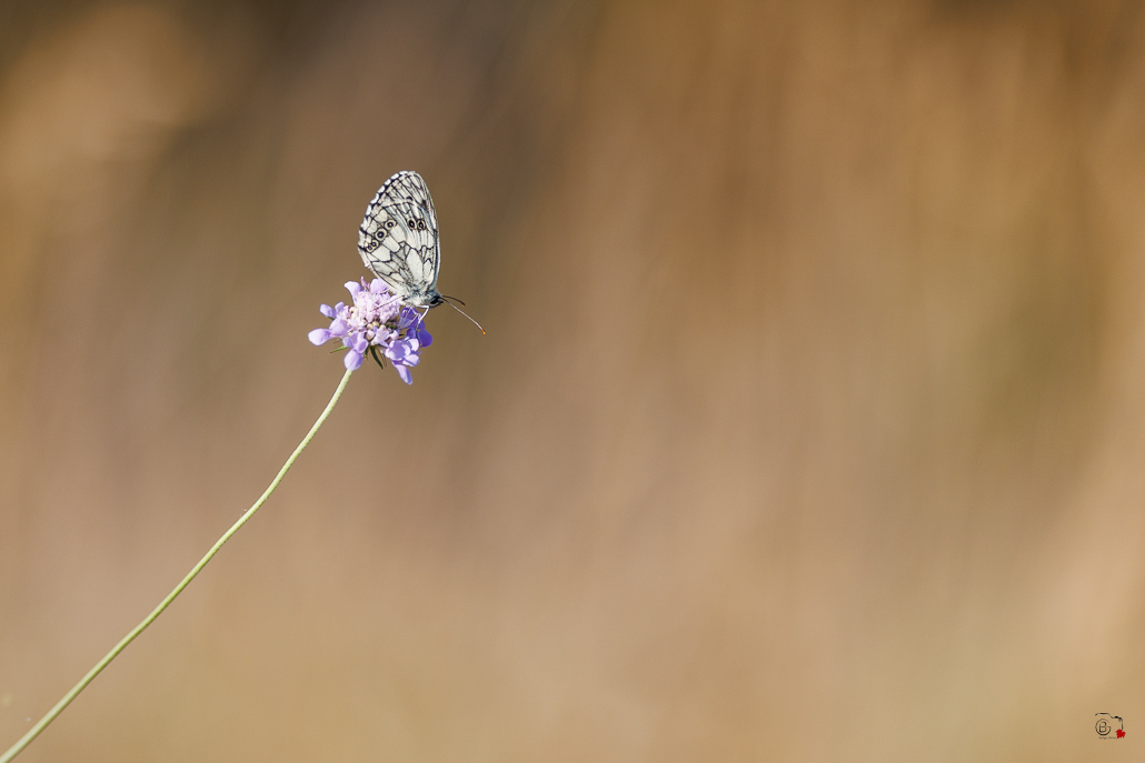 Demi-deuil (Melanargia galathea)-57.jpg
