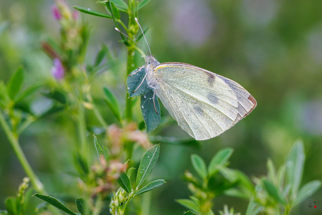 Piéride du chou (Pieris brassicae)-9.jpg
