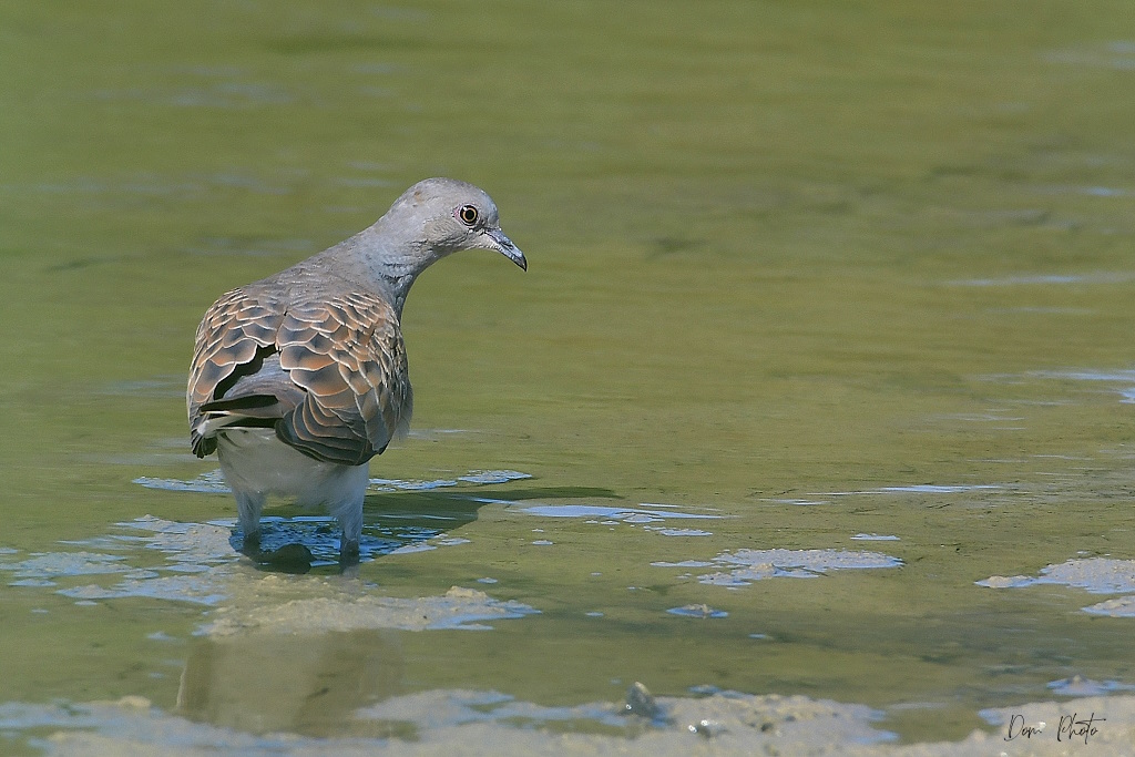 DSC_7846IN.jpg