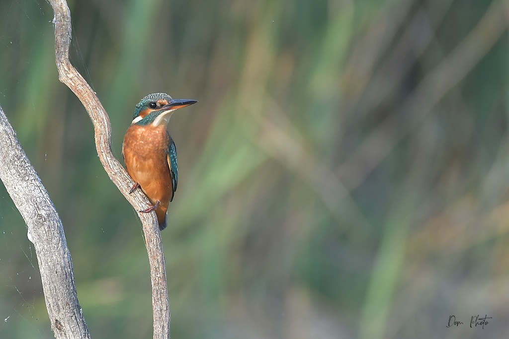 DSC_7876IN.jpg
