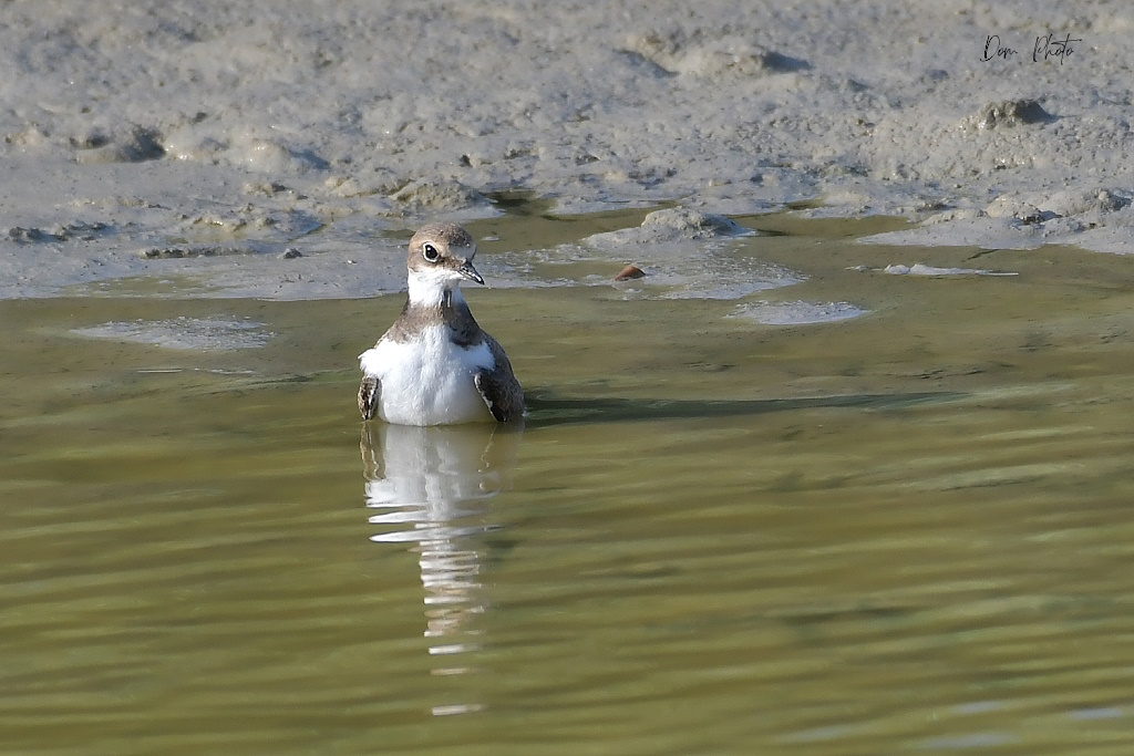 DSC_8730IN.jpg