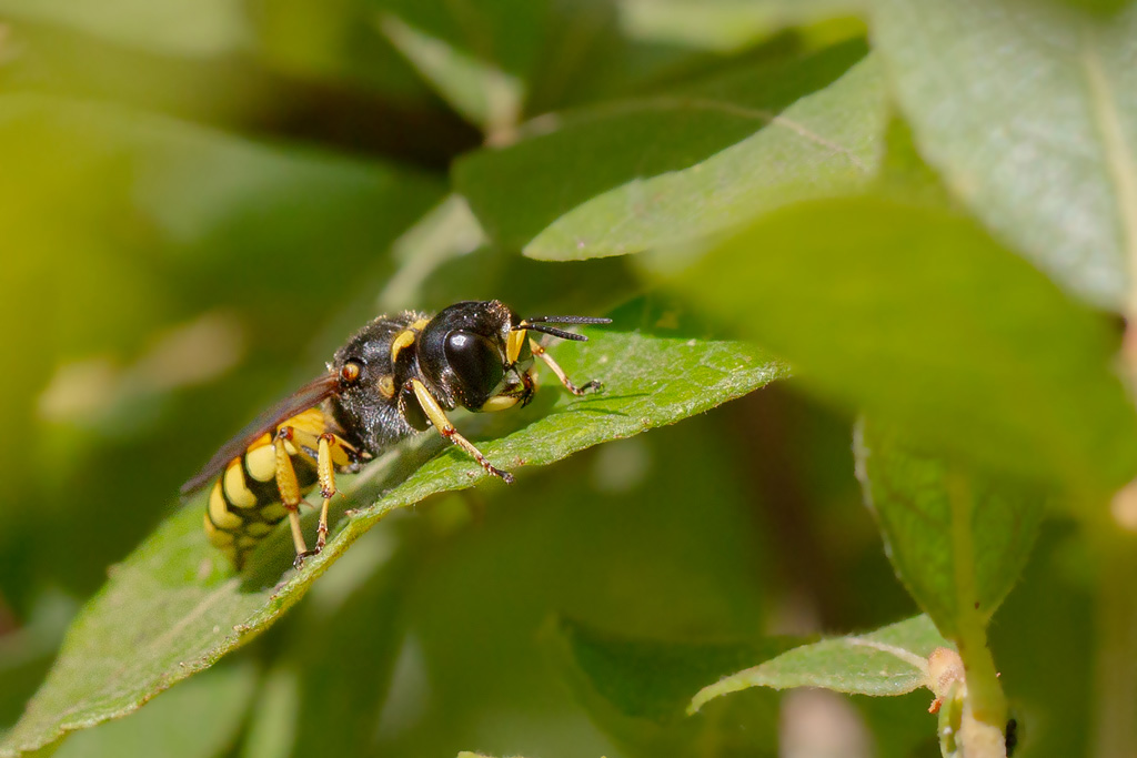 Ectemnus sp.jpg