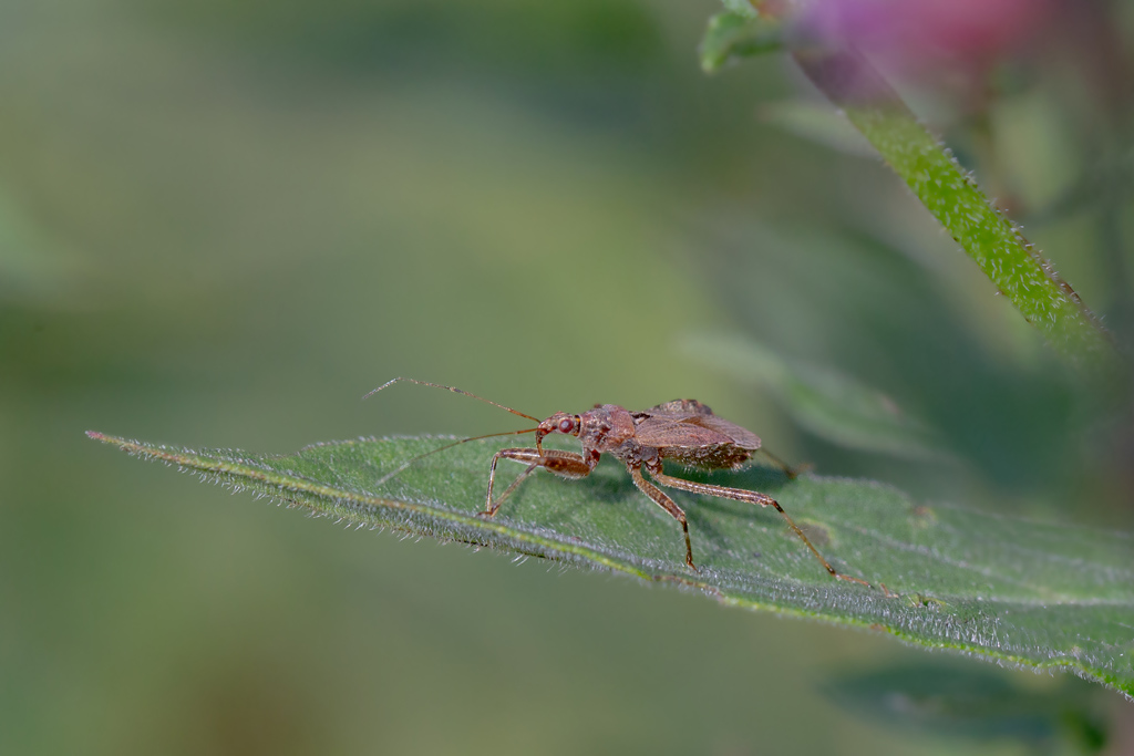 Rhynocoris sp.jpg