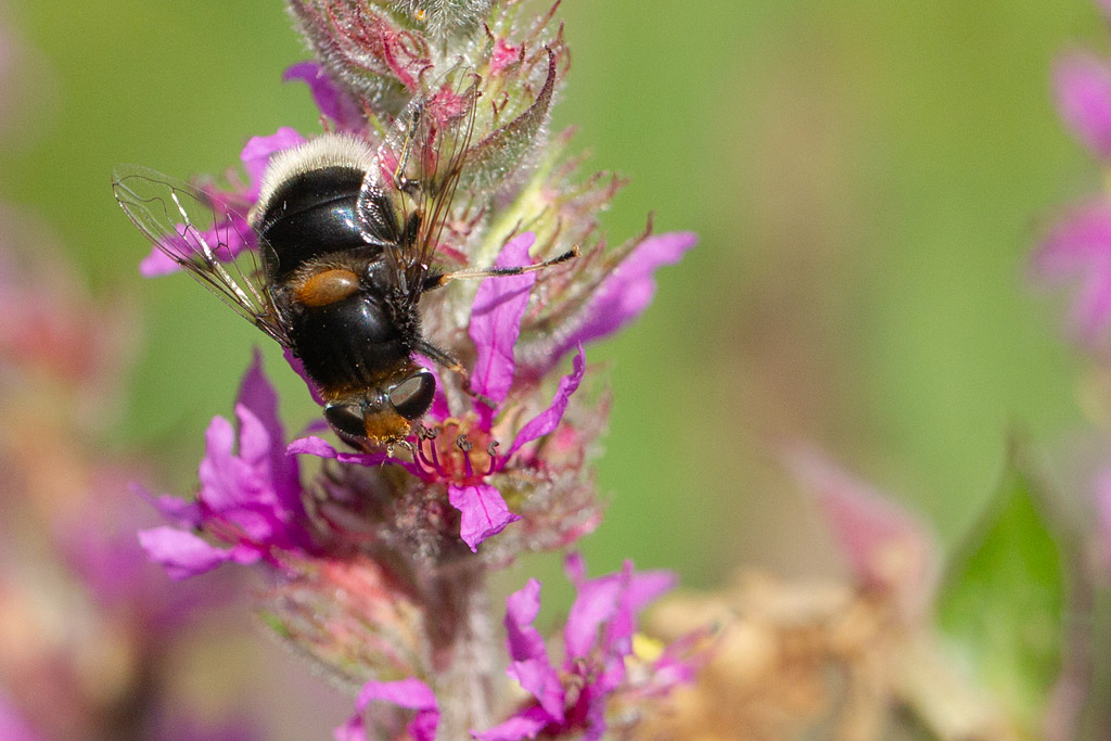 Volucella bombylans.jpg