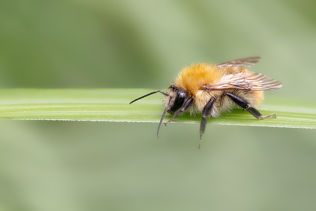 Bourdon des champs - Bombus pascuorum.jpg