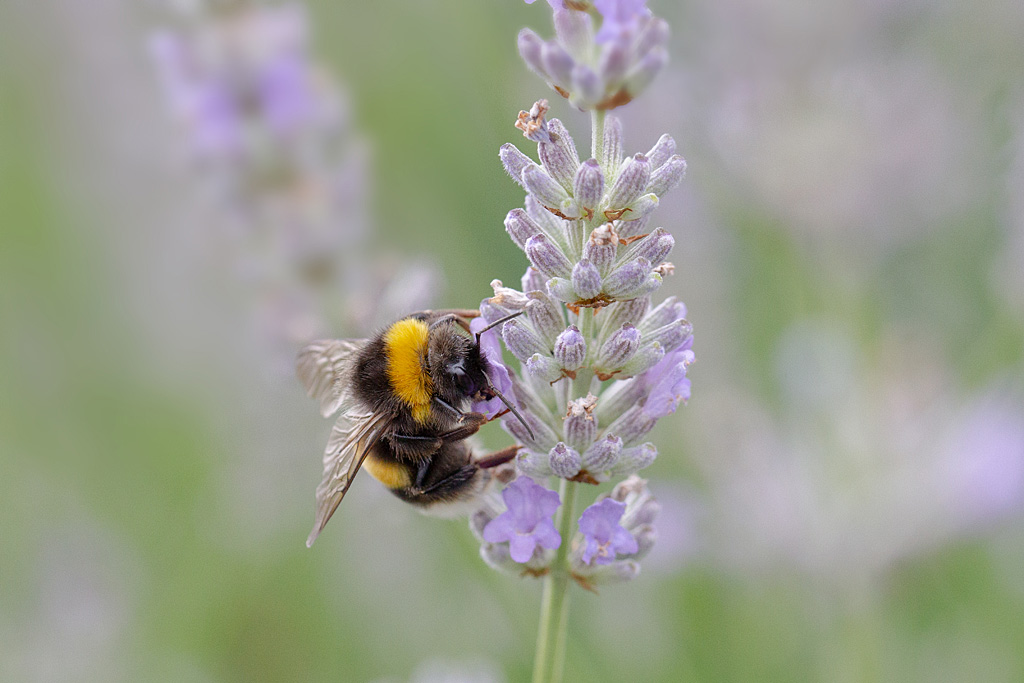 Bourdon terrestre - Bombus terrestris.jpg