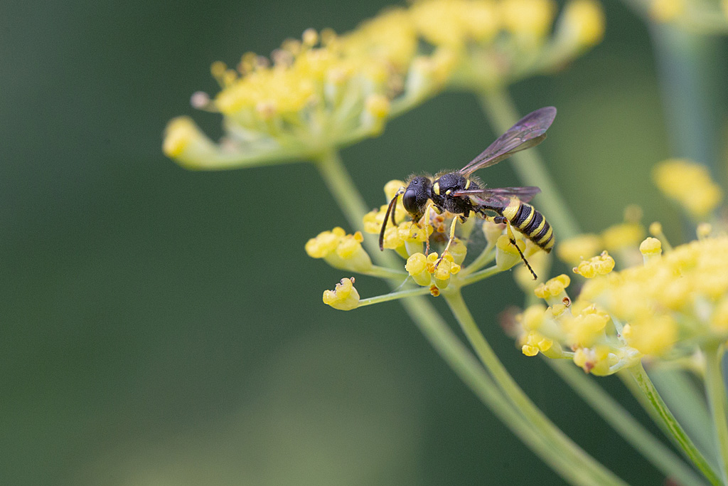 Cerceris ruficornis.jpg