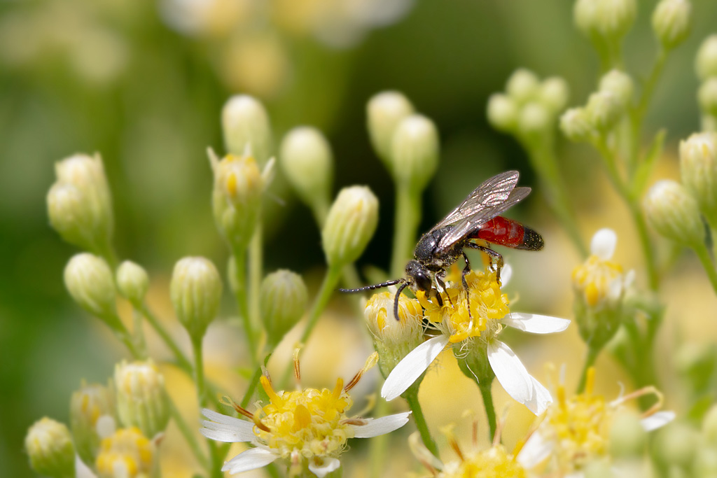 Sphecodes sp.jpg