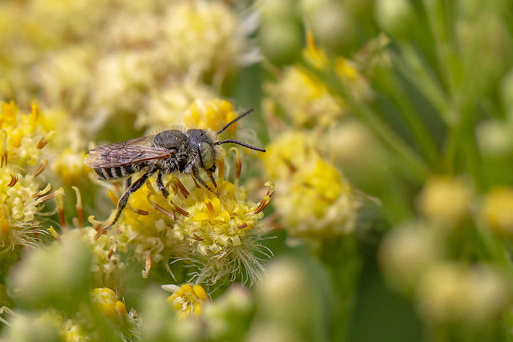 Megachile pilidens 1.jpg