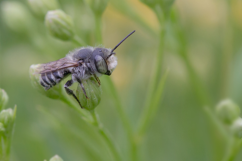 Megachile pilidens 2.jpg