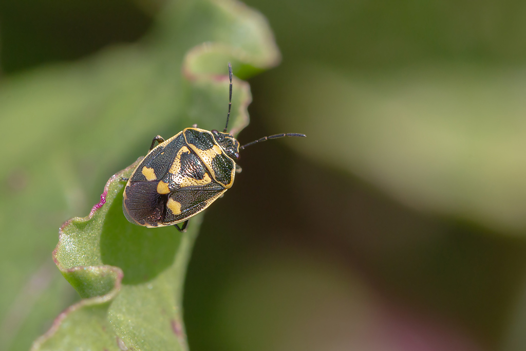 Eurydema oleracea- punaise du chou.jpg