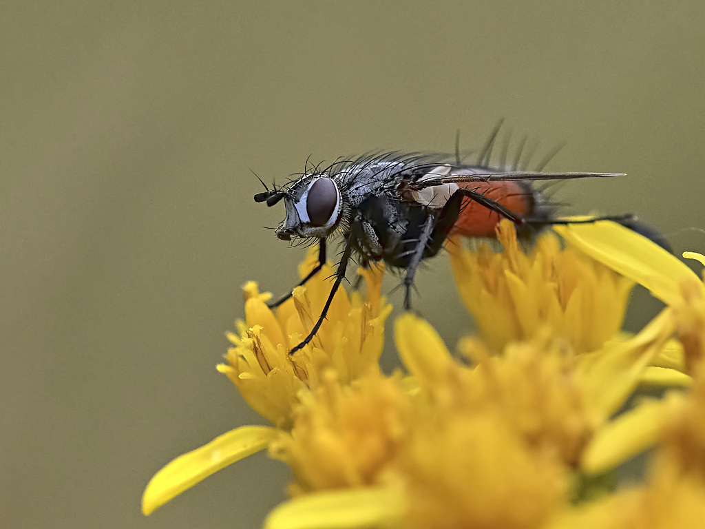 b 5761_1_02 Mouche.jpg