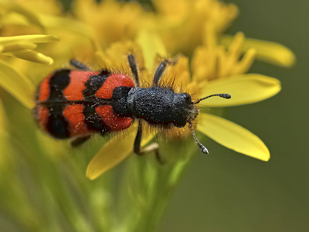 b 5847_1_01 Coleoptère ( Cleridae Umbellatarum ).jpg