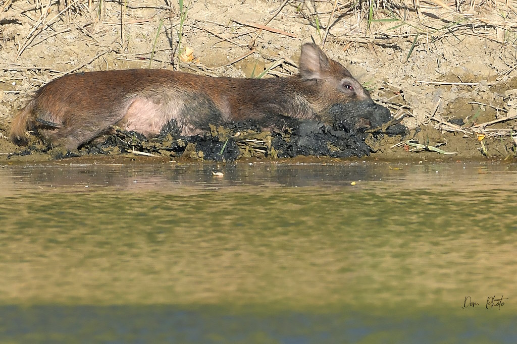 DSC_7966IN.jpg