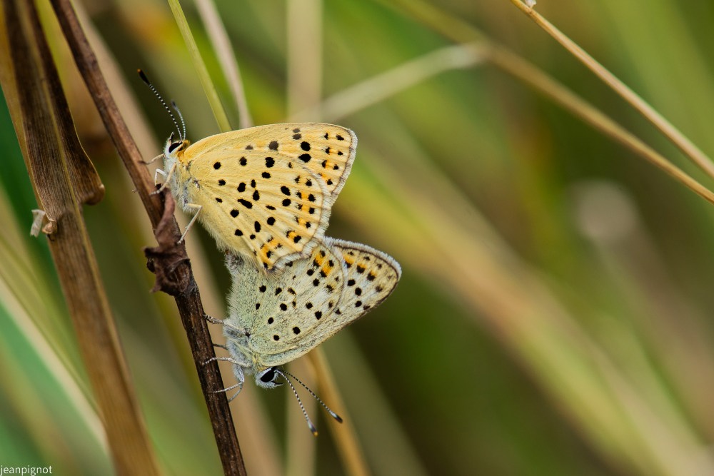 DSC_4414_001DSC_4414.JPG