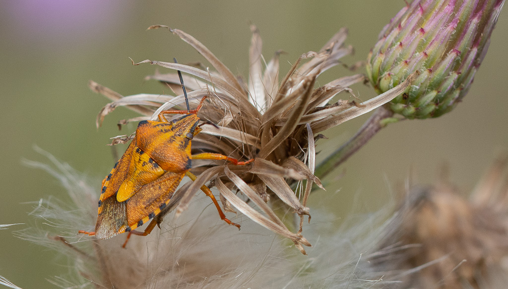 Punaise orange. Carpocoris purpureipennis -1-.jpg