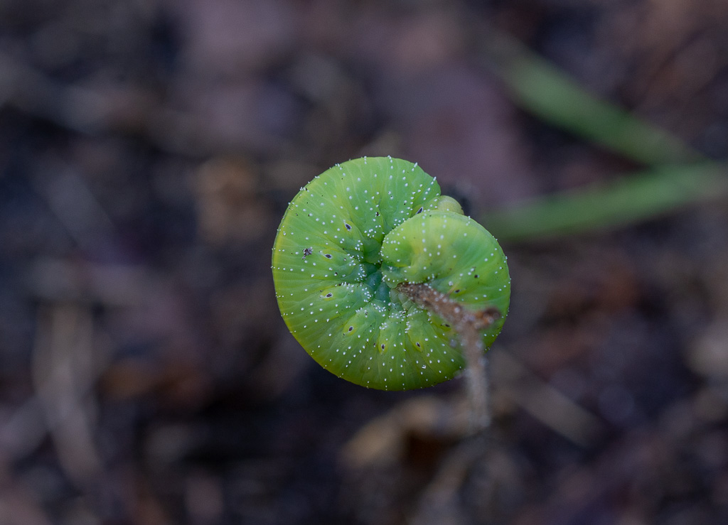 Chenille -1-.jpg