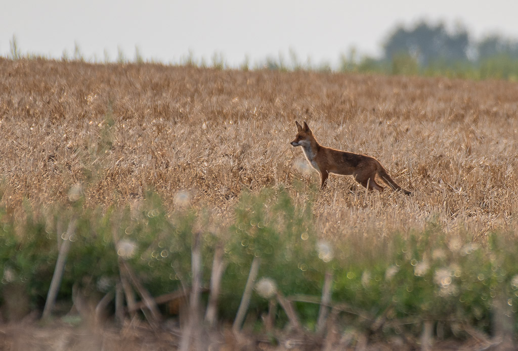 Renard -7- (2).jpg