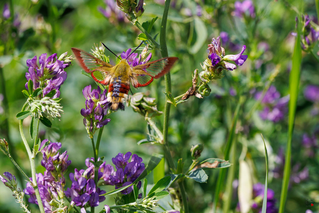 Sphinx Gazé (Hemaris fuciformis)-4.jpg