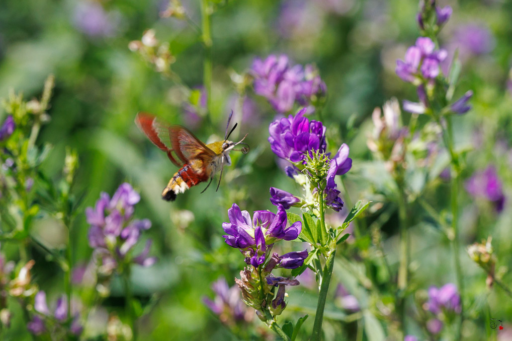 Sphinx Gazé (Hemaris fuciformis)-6.jpg