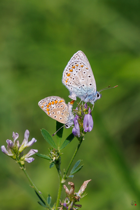 Argus bleu (Polyommatus icarus)-25.jpg