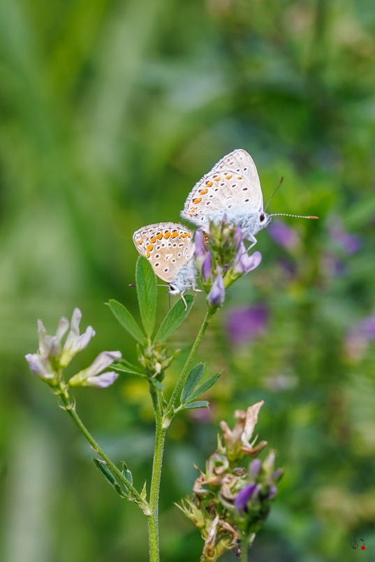 Argus bleu (Polyommatus icarus)-46.jpg