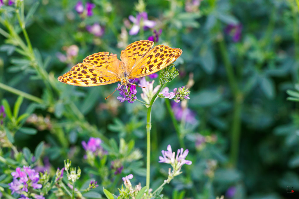 Tabac d'Espagne (Argynnis paphia)-89.jpg