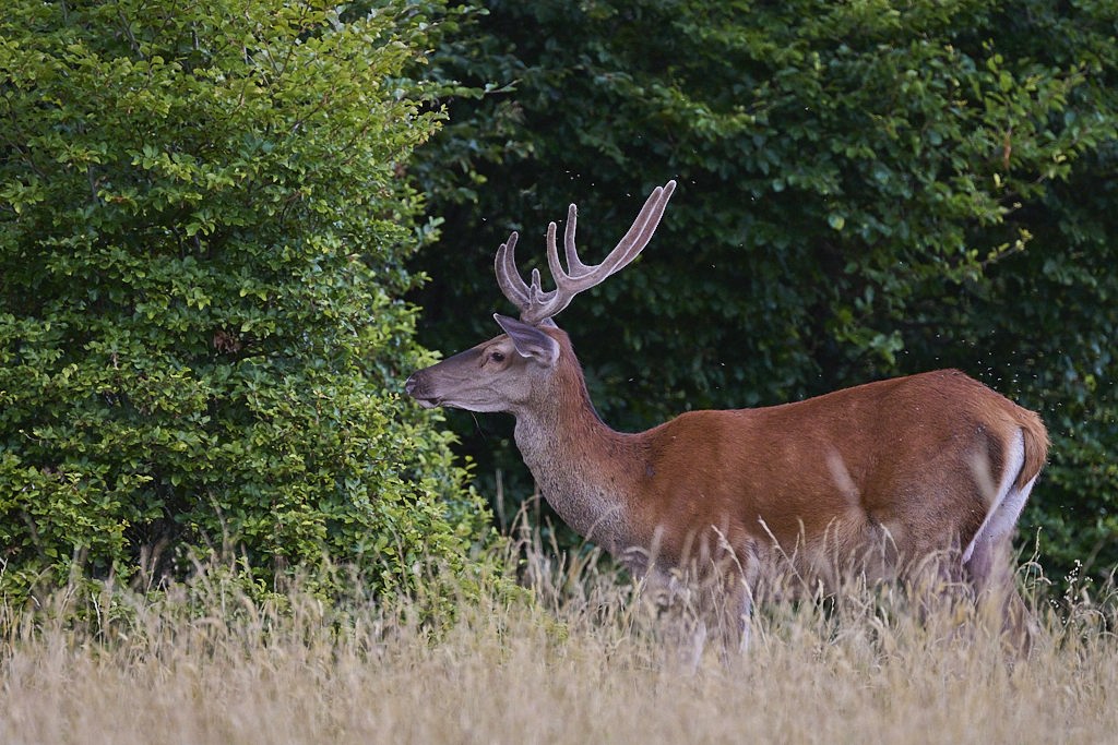 b 6236_1_02.jpg