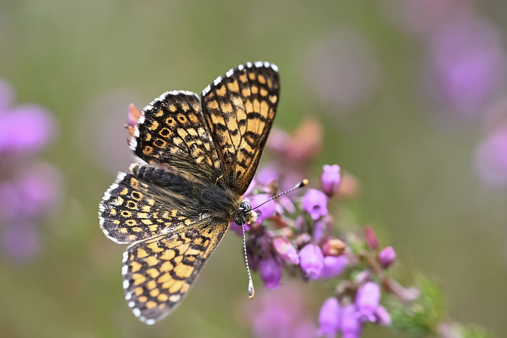 b 6406_1_04 Mélitée du Plantain.jpg