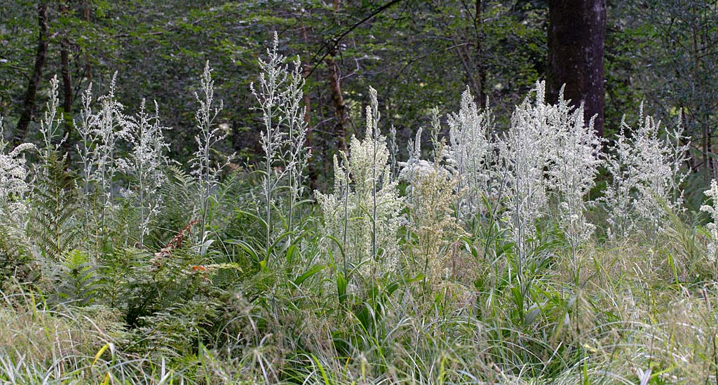 Vérâtre blanc  - veratrum album 1.jpg