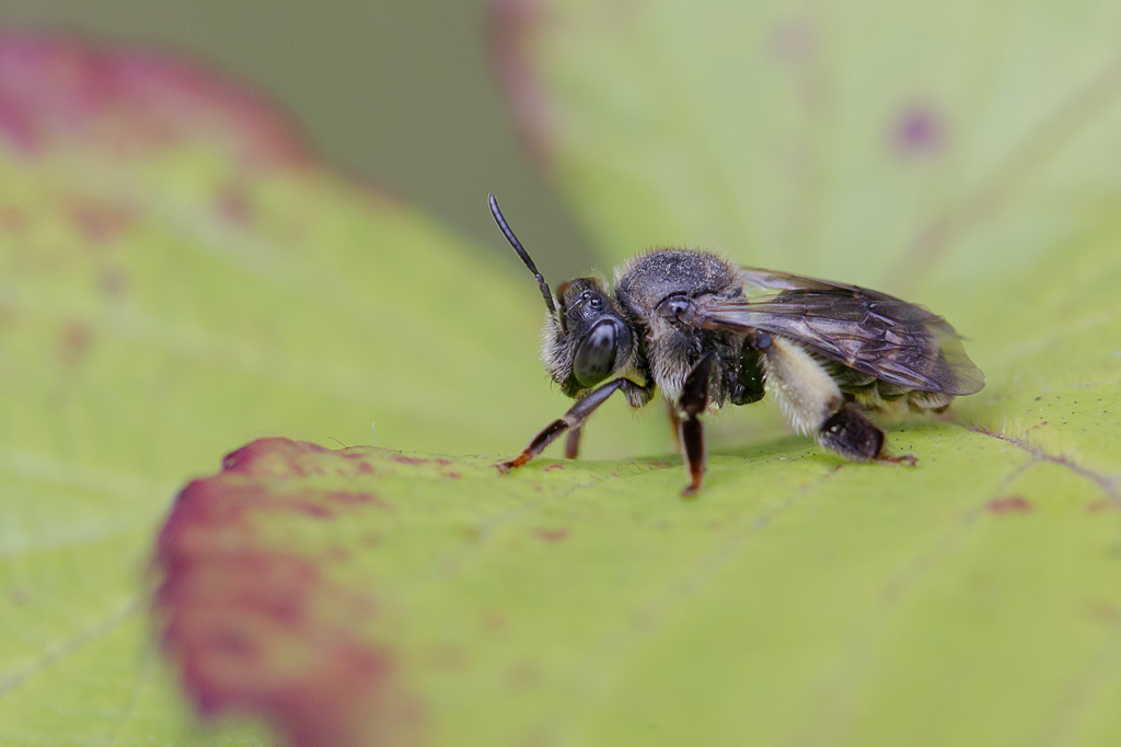 Macropède commun - Macropis europaea.jpg
