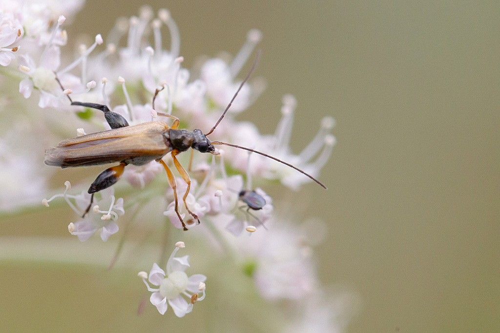 Oedemera podagrariae mâle 5.jpg