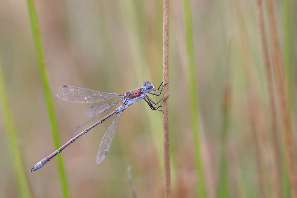 Lestes sponsa -dryas.jpg