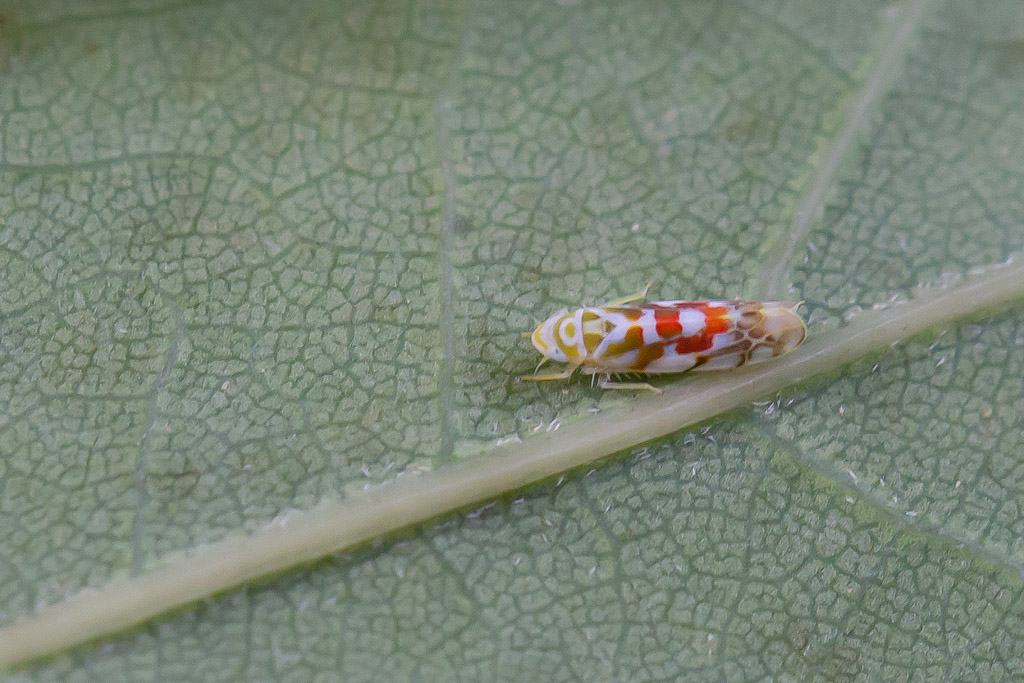 Typhlocyba quercus 5.jpg