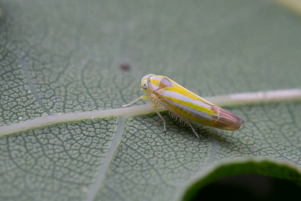 Alebra coryli 5.jpg