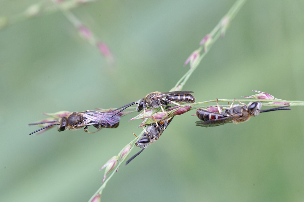 Halictus sp.jpg