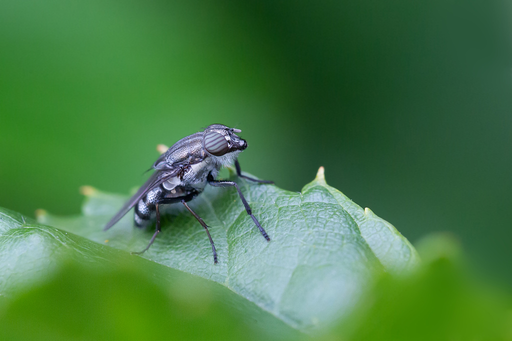 Stomorhina lunata femelle.jpg