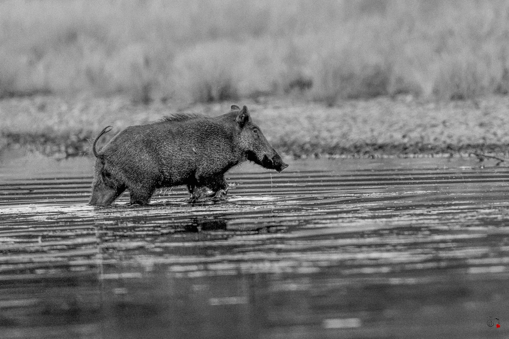 Sanglier (Sus scrofa) Wild boar-170-Modifier.jpg