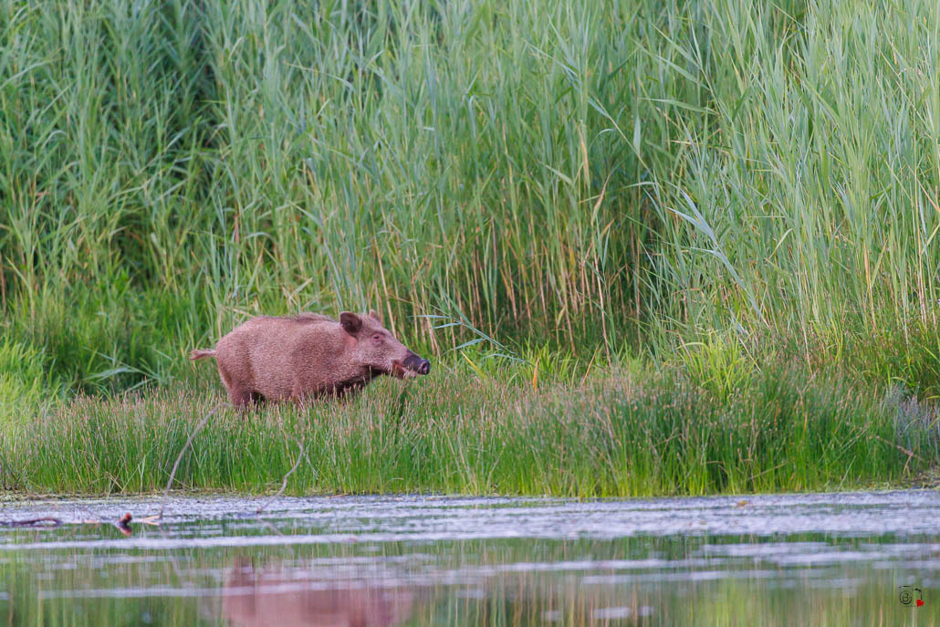 Sanglier (Sus scrofa) Wild boar-184.jpg