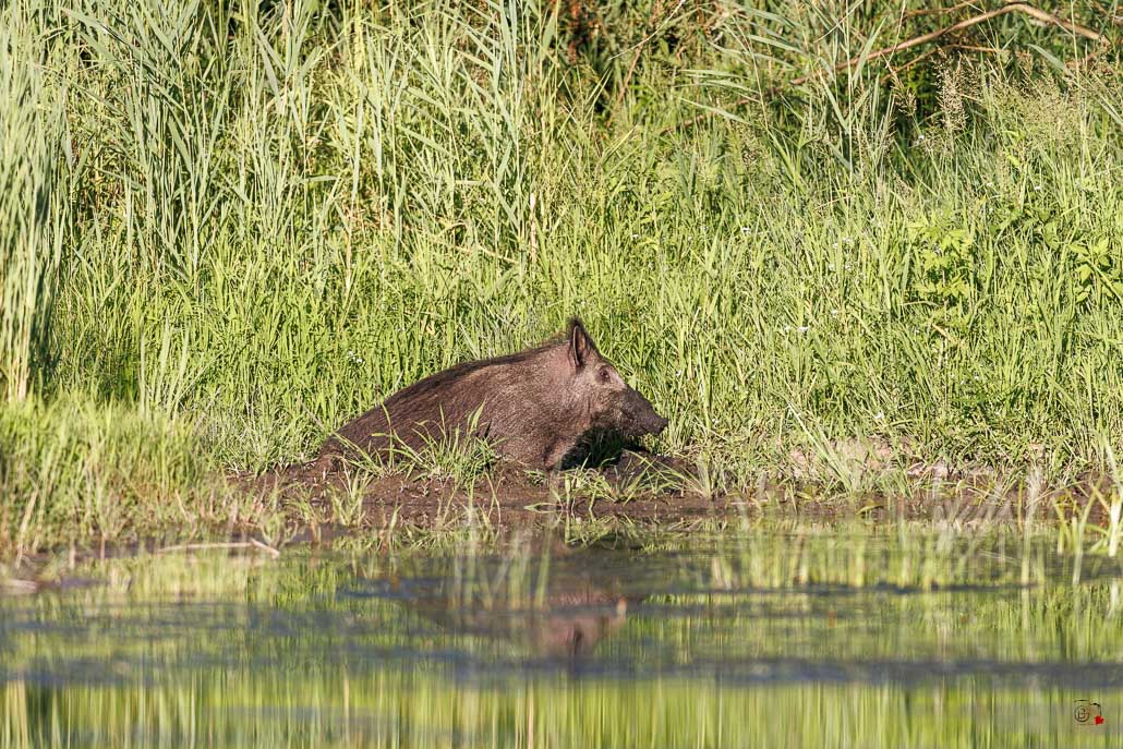 Sanglier (Sus scrofa) Wild boar-154.jpg