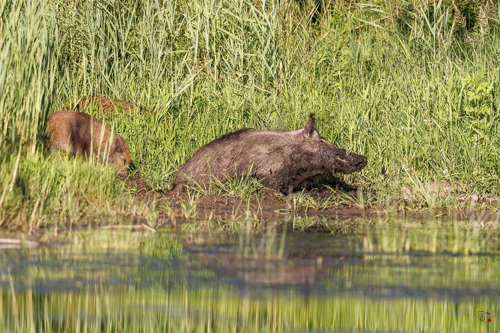 Sanglier (Sus scrofa) Wild boar-159.jpg