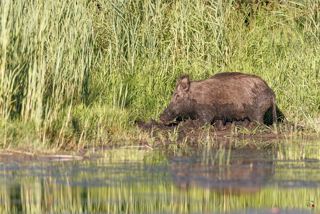 Sanglier (Sus scrofa) Wild boar-162.jpg