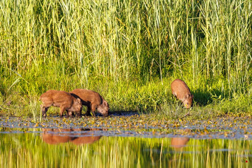 Sanglier (Sus scrofa) Wild boar-168.jpg