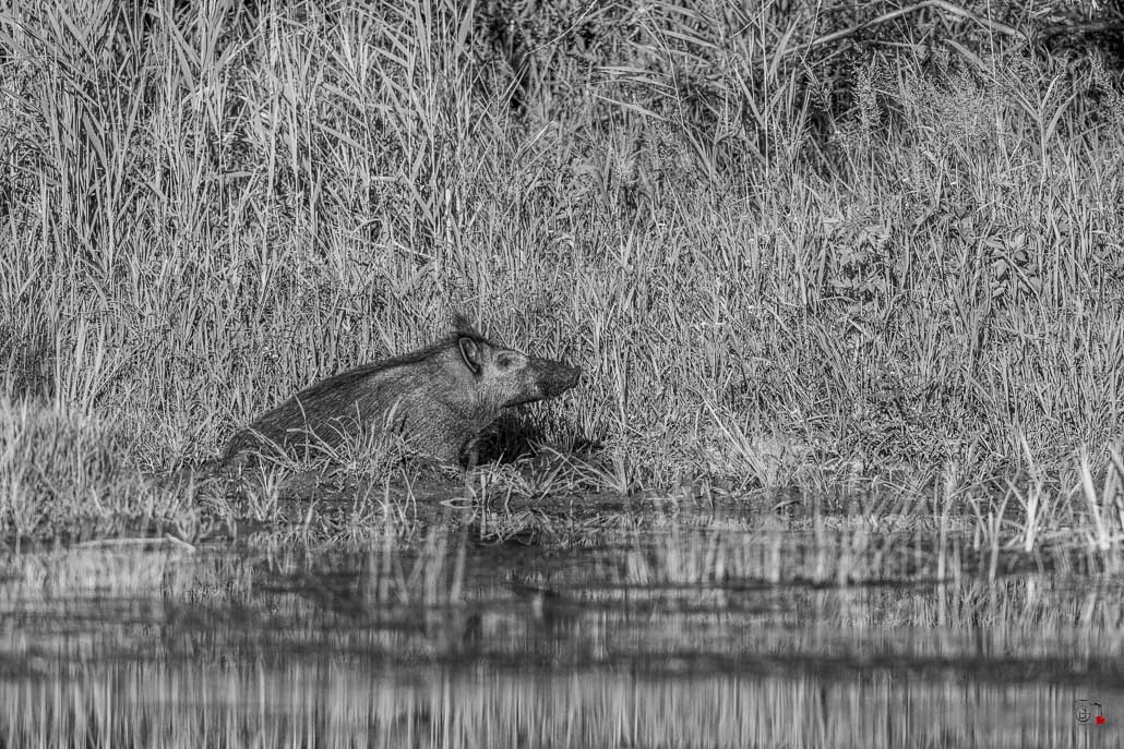 Sanglier (Sus scrofa) Wild boar-155-Modifier.jpg