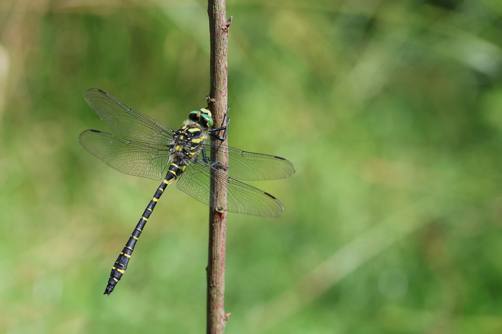 3 IMG_CORDU.JPG